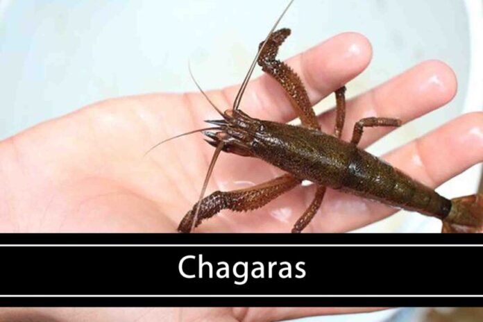 Chagaras